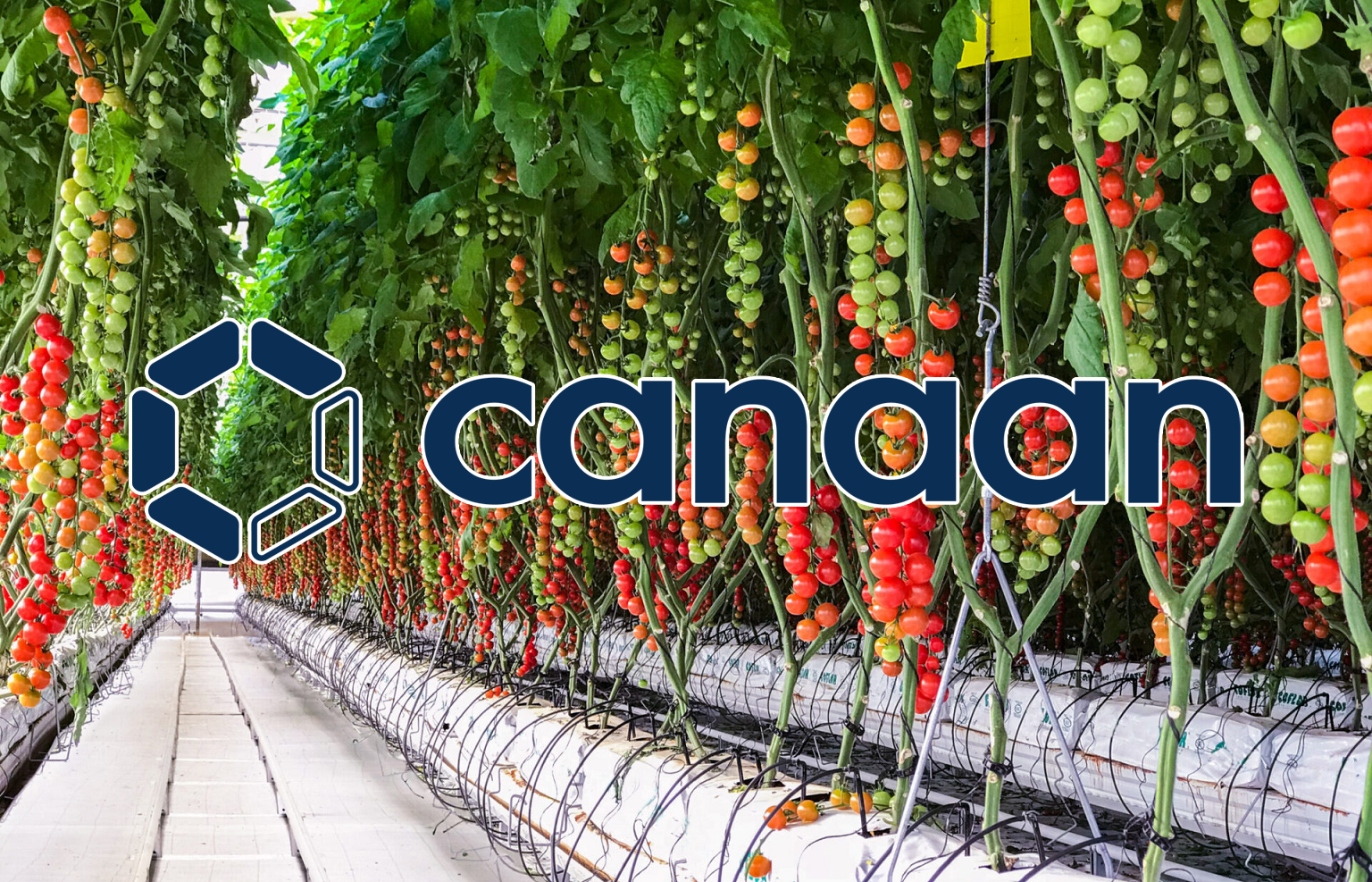 Canaan Launches Bitcoin Mining Heat Project for Sustainable Greenhouse Operations in Canada
