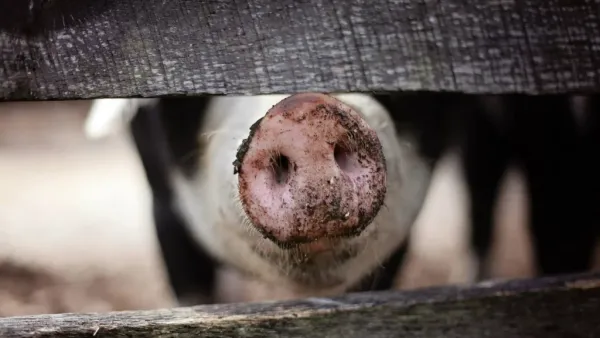 Feds Confiscate $225 Million in Tether Stablecoin from Pig Butchering Scams